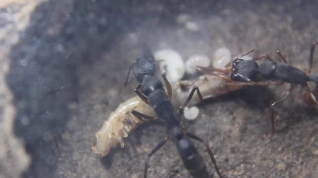 Harpegnathos venator (queen+workers+eggs,larvae,pupae) смотреть онлайн