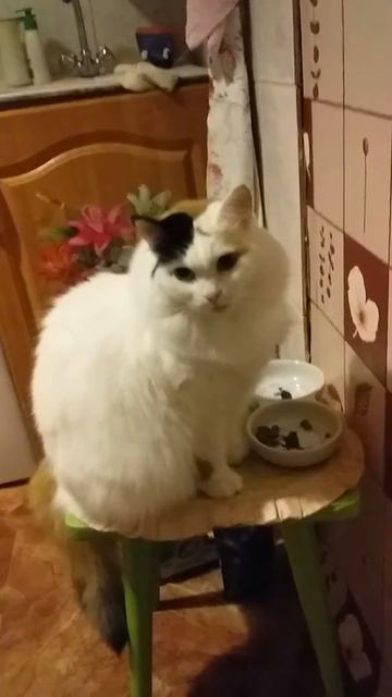 Бросил кот смотреть онлайн