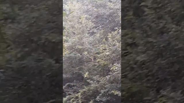 Hasselt's Spiny Spider (Gasteracantha Hasselti) смотреть онлайн