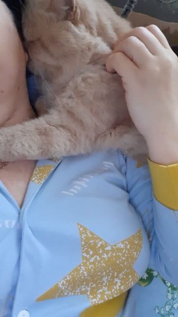 Мой красавчик Арчи Шотландский котик... смотреть онлайн