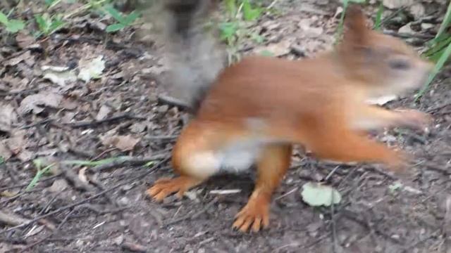 Терлецкий парк | Смелые белочки смотреть онлайн