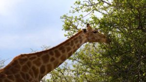 Жираф отлично ест листья