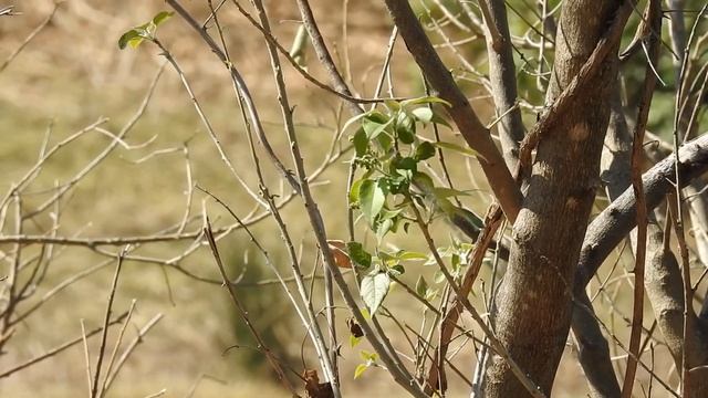 White-bellied Sunbird (Cinnyris talatala) Bird Call Video, Letaba Rest Camp | Stories Of The Kruger смотреть онлайн