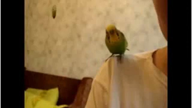 Волнистик любит танцевать смотреть онлайн