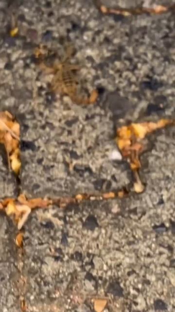 Скорпион и пчела / Scorpion and the bee смотреть онлайн