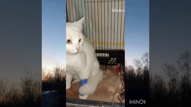 Васенька смотреть онлайн