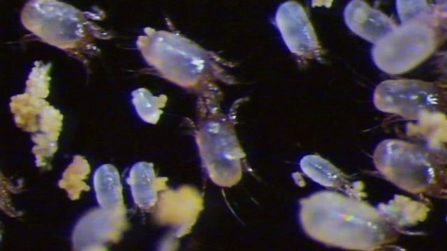 Ácaros del polvo, D microceras смотреть онлайн