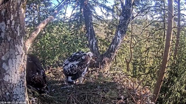 Птенец находит себе еду / Гнездо беркута в Эстонии смотреть онлайн