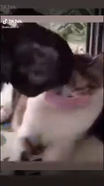 دكاء القطط من فيروس كورونا 🤣 смотреть онлайн