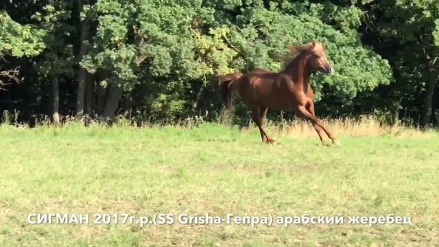лошади конефермы Эквилайн, тел., WhatsApp +79883400208 смотреть онлайн