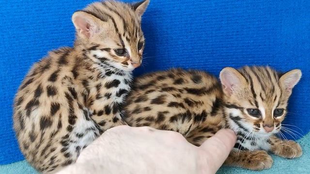 азиатские леопардовые кошки (Asian leopard cats from the jungles of Southeast Asia) смотреть онлайн