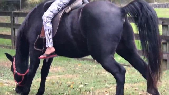 Horse Peeing || Caught On Camera || Peeing Zoo || Juji Nawin || Horse Riding || Peeing While Riding