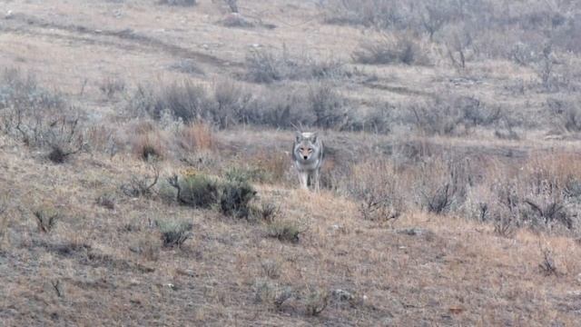 Coyote Down + ICOtec Callers = Winning Combo смотреть онлайн