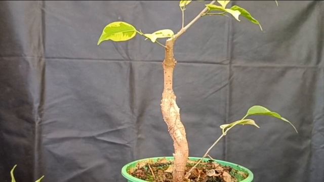 √3 фикус 126 Бенджамина (Бонсай)