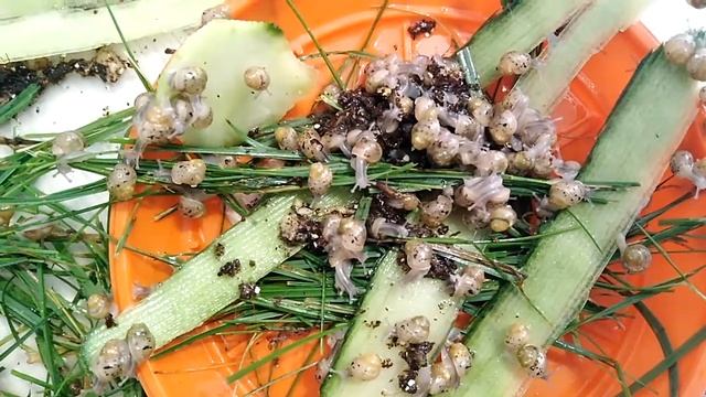 Улитята растут прямо на глазах 🙄🙄🙄 смотреть онлайн