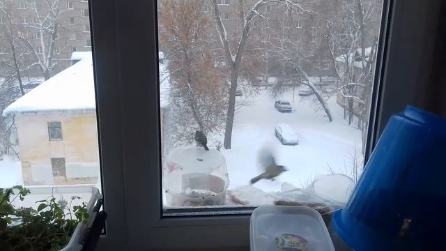 Синицы, сало, семечки, снег смотреть онлайн