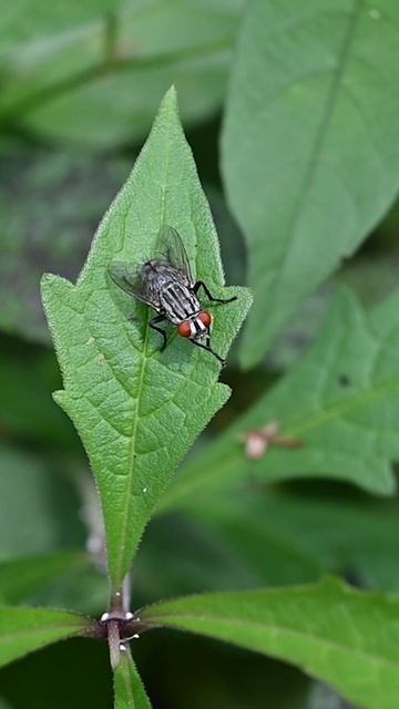 A housefly is rubbing its legs together to clean its body as it sits on top of a leaf #fly #insect смотреть онлайн