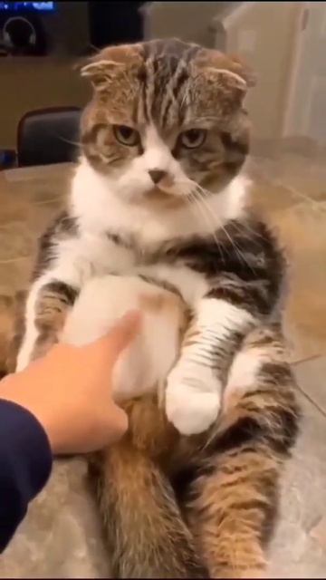 Милота.Любишь котиков,подпишись.#shorts #смех #юмор #omg #тренды #котики смотреть онлайн