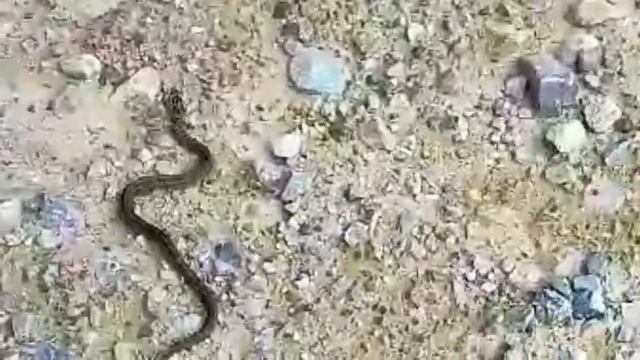 🐍 смотреть онлайн