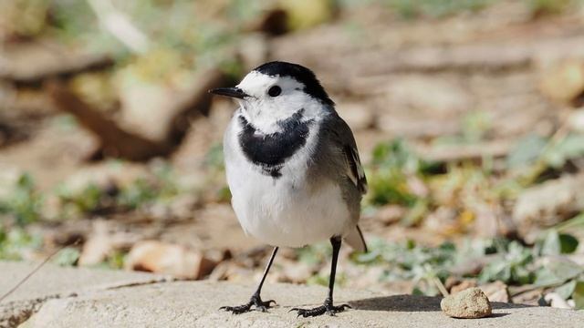 Lavandera blanca Motacilla Alba смотреть онлайн
