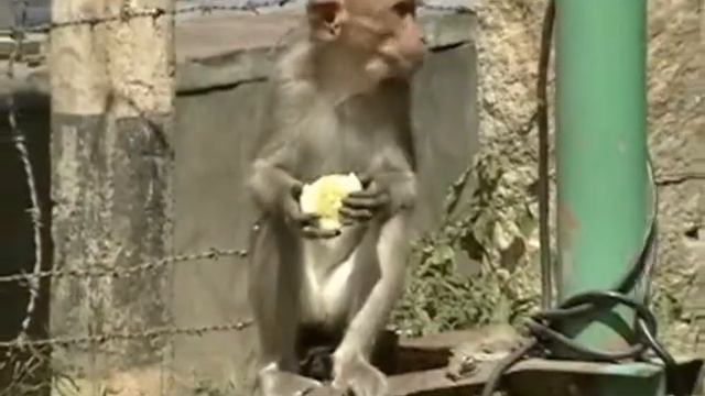 Monkeys eating cucumber смотреть онлайн