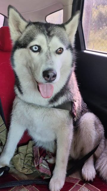 Разговоры с Асей. #husky #собака #хаски #животные #shortvideo #топ #смешныесобаки #dog #shorts смотреть онлайн