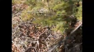 Охота на волков. Поиск волчьего логова. Видео Павла из ЕАО.