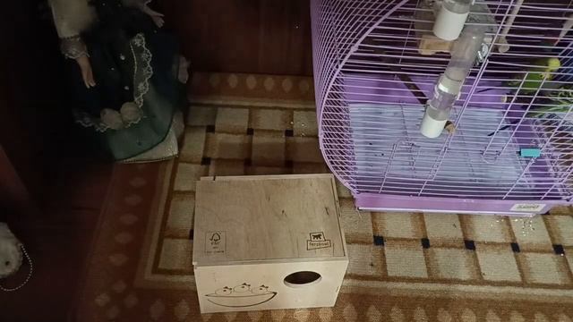 гнездо для птиц смотреть онлайн
