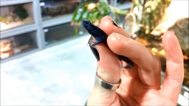 Electric Blue Geckos (Lygodactylus williamsi) at LLLReptile смотреть онлайн