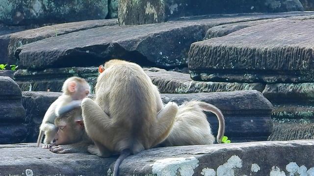 Why did Mother Monkey Luna scream and wanted to attack with little monkey смотреть онлайн
