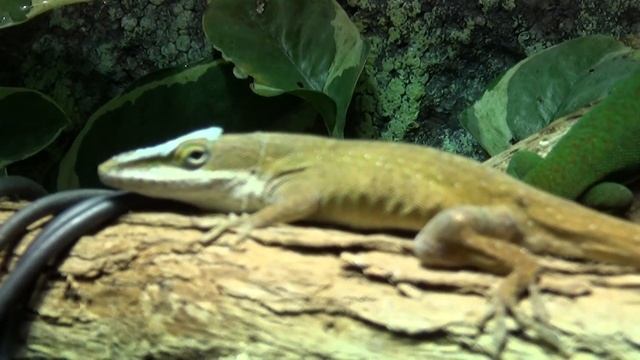 TERRARIUM ANOLE GECKONY смотреть онлайн