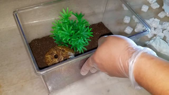 Unboxing and Rehoming 2-2 1/2 Pterinopelma Sazimai (Brazilian Blue) Tarantula смотреть онлайн