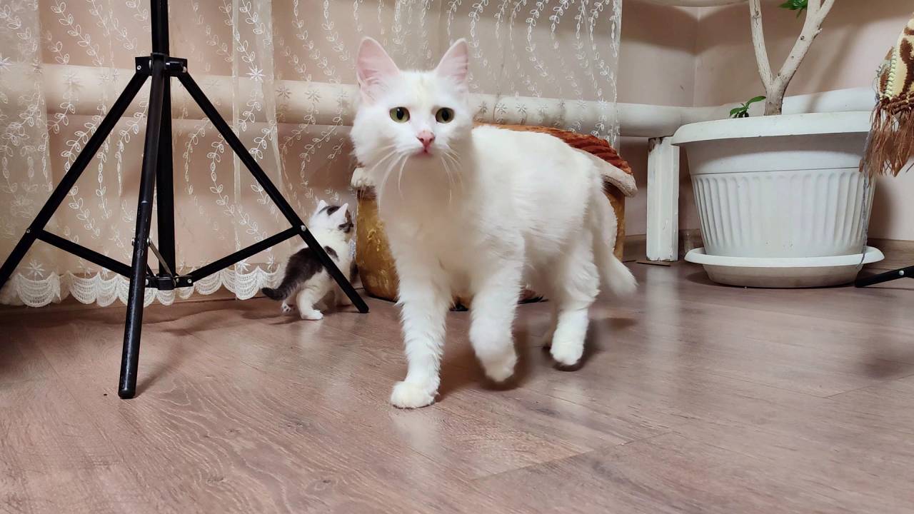 Милая кошачья семья. Мама-кошка и котята. 2025 смотреть онлайн