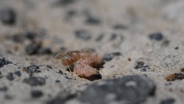 The Fastest Land Animal in the World - The Paratarsotomus Macropalpis Mite смотреть онлайн