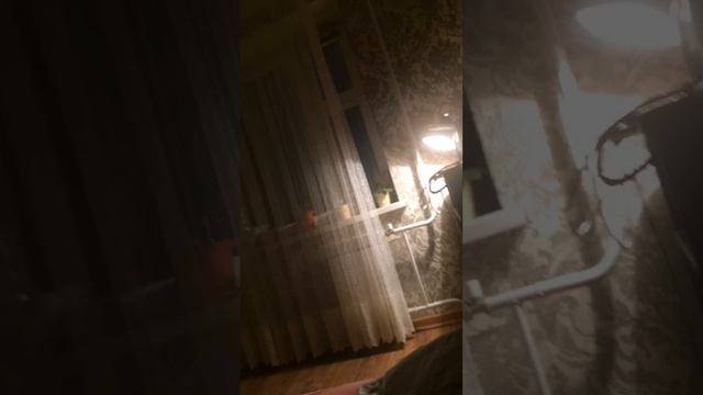 Собака пристально смотрит в окно смотреть онлайн