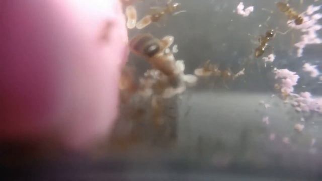 Nylanderia jaegerskioeldi смотреть онлайн
