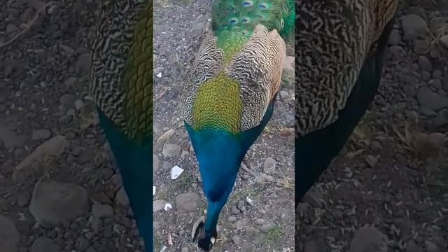 colours on a peacock смотреть онлайн