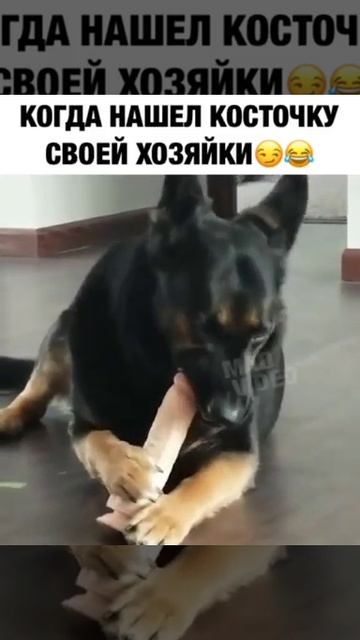 Когда нашел косточку своей хозяйки смотреть онлайн