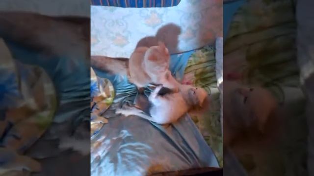 Кася и Бася сходят с ума смотреть онлайн