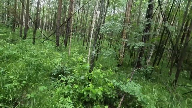 ИСКАЛ ГРИБЫ И ОБОСРАЛСЯ смотреть онлайн