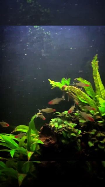 Rummy nose tetra смотреть онлайн