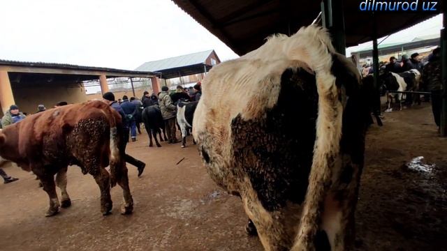 КАТТАКУРГОН МОЛ БОЗОРИ СЕМИЗ ХУКИЗ НАРХЛАРИ MOL BOZOR NARXLARI2022