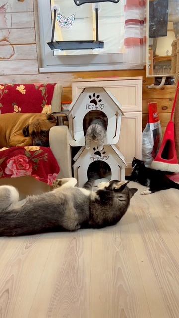 #котики #хаски #канекорсо #собака #dog #cat смотреть онлайн