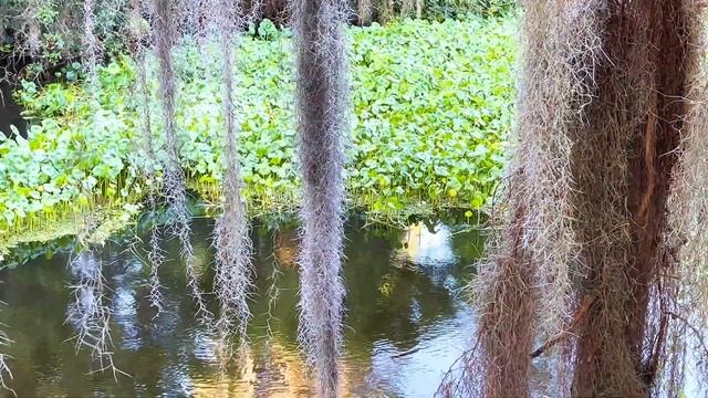 Alligator mating season at Circle B Bar, Lakeland, Florida佛罗里达旅游好去处 смотреть онлайн
