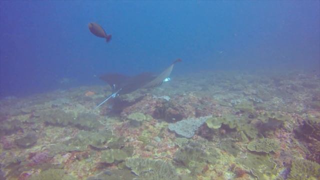 Manta Point, Indonesia смотреть онлайн