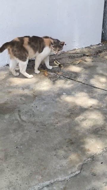 Жизнь уличных кошек у моря. Когда мама кошка отдыхает. смотреть онлайн