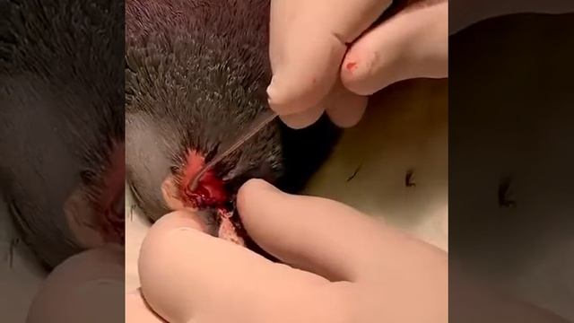 Eyelid surgery of racing pigeon by Dr. Henk de Weerd смотреть онлайн