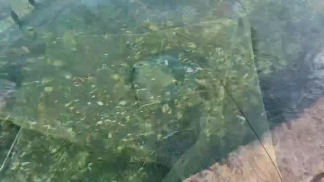 30 июня 2024 г.осторожно скат смотреть онлайн