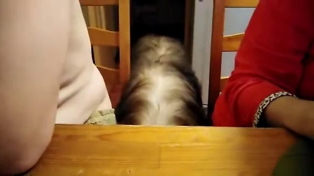 Пёс Тотоша. Ужин в пятницу вечером за семейным столом смотреть онлайн