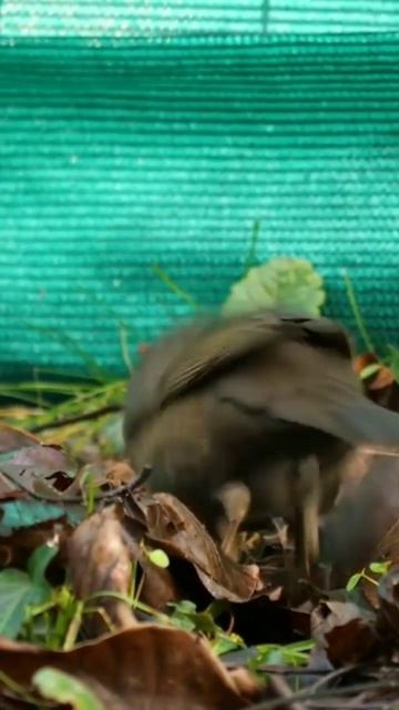 BURUNG JALAK WARNA COKLAT #shorts смотреть онлайн